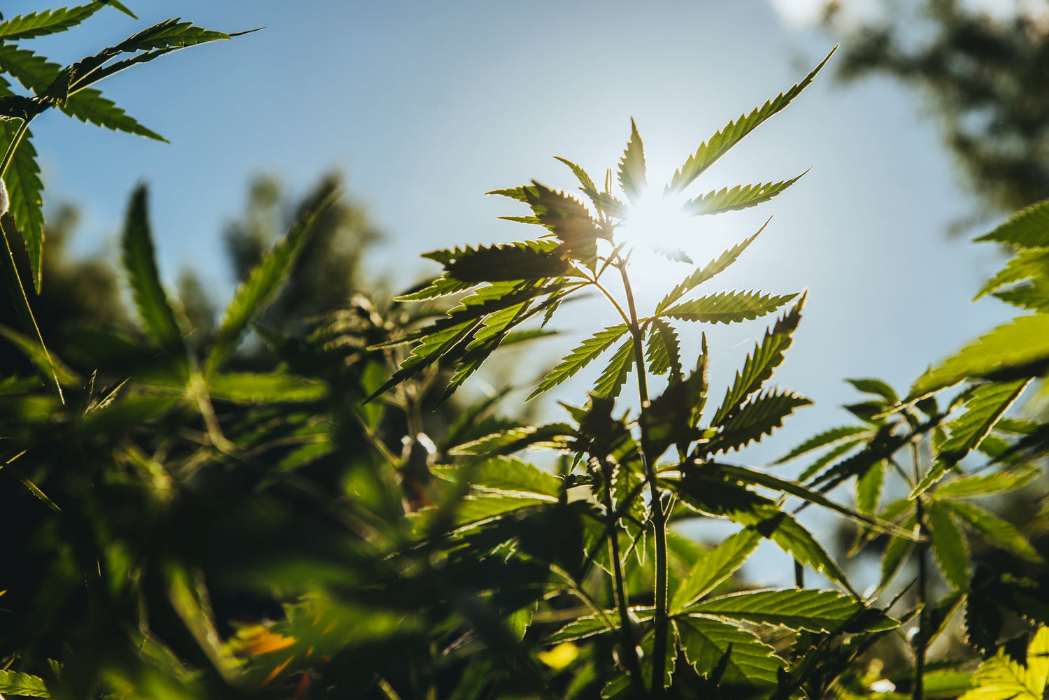 Exploring Cannabidiol: CBD’s Potential for Beauty, Balance, and Beyond